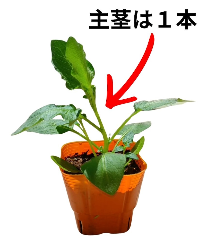 「金のおつまみ芋」