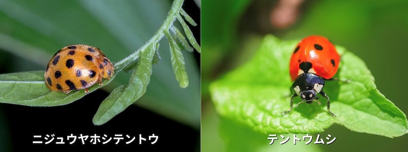 テントウムシ
