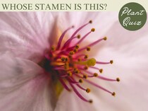 これなしで日本の春は始まらない！…この雄しべ、何の花？【Let’s Try! 植物クイズ】Vol.39