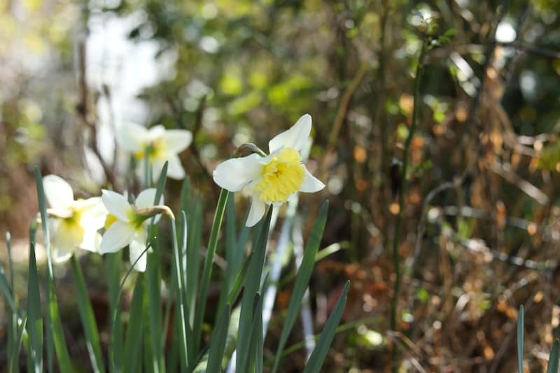 ラッパスイセン