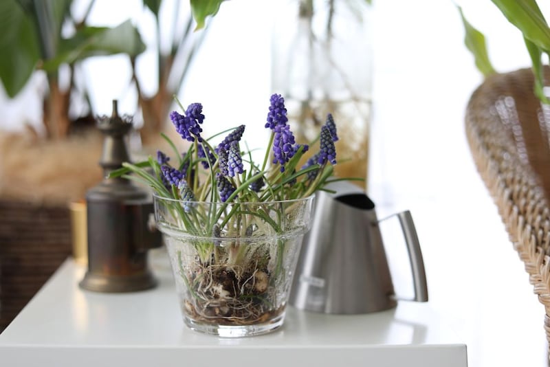 ムスカリのアレンジ