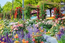 まちまるごとローズガーデン！広島・福山市、100万本のバラと400の庭を巡る春の旅