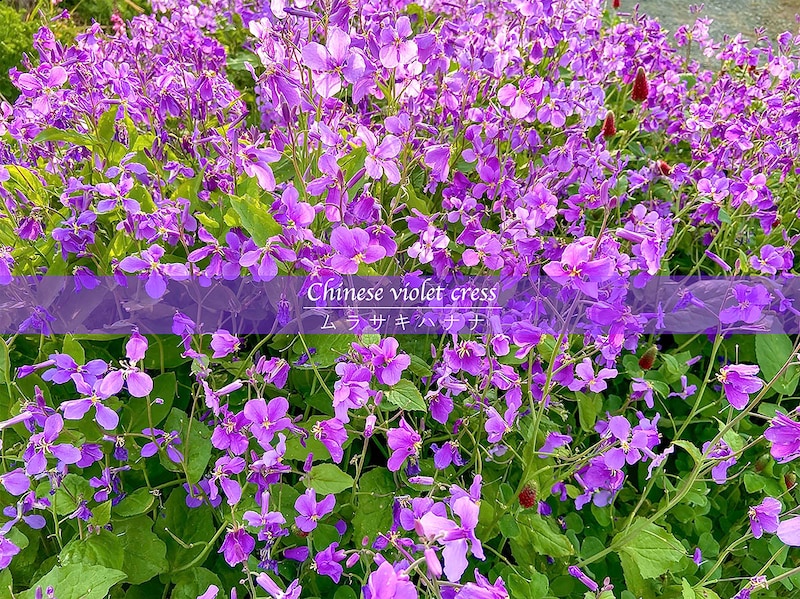 ムラサキハナナ