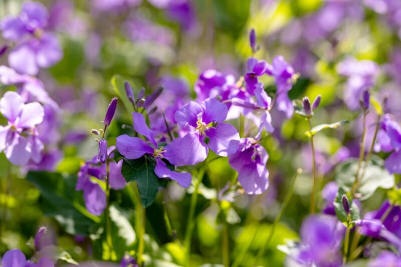 ムラサキハナナ