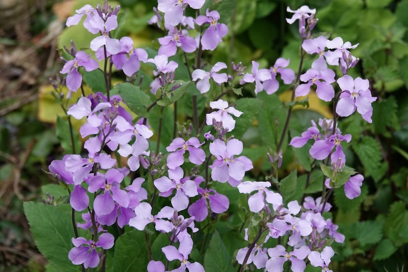 ムラサキハナナ