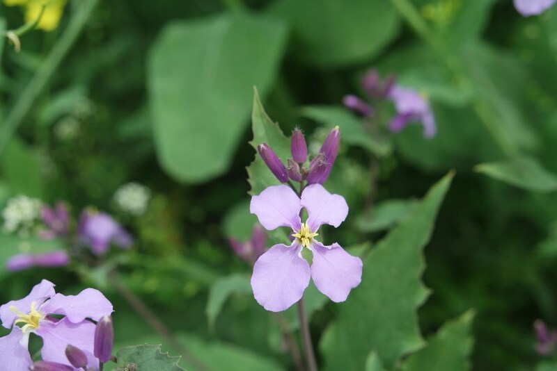 ムラサキハナナ