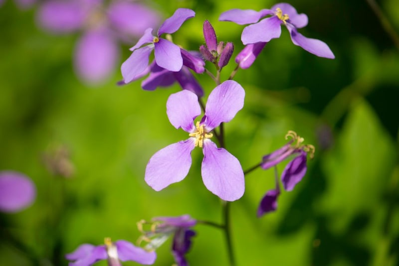 ムラサキハナナ