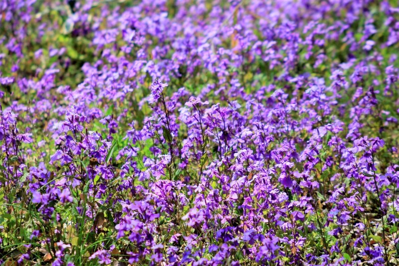 ムラサキハナナ