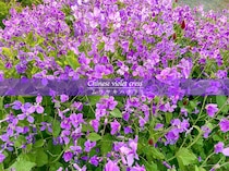 【春の花】ほったらかしでも毎年咲く！ こぼれ種で増える丈夫な春花「ムラサキハナナ」の育て方