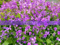 【春の花】ほったらかしでも毎年咲く！ こぼれ種で増える丈夫な春花「ムラサキハナナ」の育て方