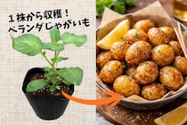 【春が植えどき】ベランダでジャガイモ収穫！ 庭がなくてもOKの「1苗1鉢」栽培