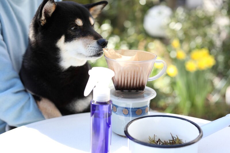 手作りローズマリーウォーター