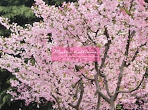 ソメイヨシノの後に満開！ 長く春を楽しめる華やかな庭木「ハナカイドウ」とは？