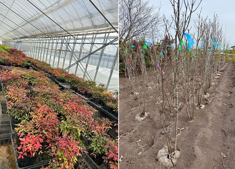 鈴鹿の植木生産現場。(左)矮性で分枝力に優れ、樹形が自然に整う矮性ナンテン/岡本緑化。 (右)庭木として人気のアオダモ。圃場で美しい斑入り模様を出すには、高い栽培技術が必要。/みどり(グリーングリーン))。