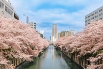 場所取りなしで特等席！ まだ間に合う2026年春・東京で楽しむ快適お花見情報
