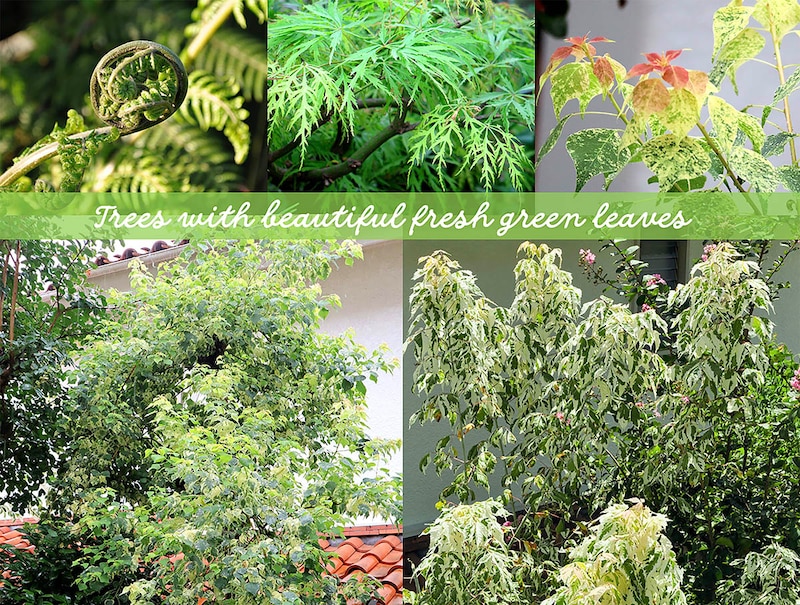 おすすめ庭木10選