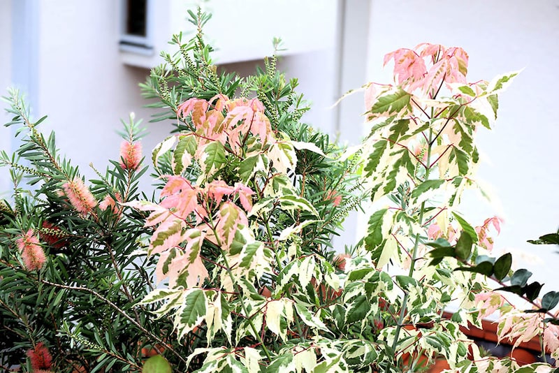 ネグンドカエデ‘フラミンゴ