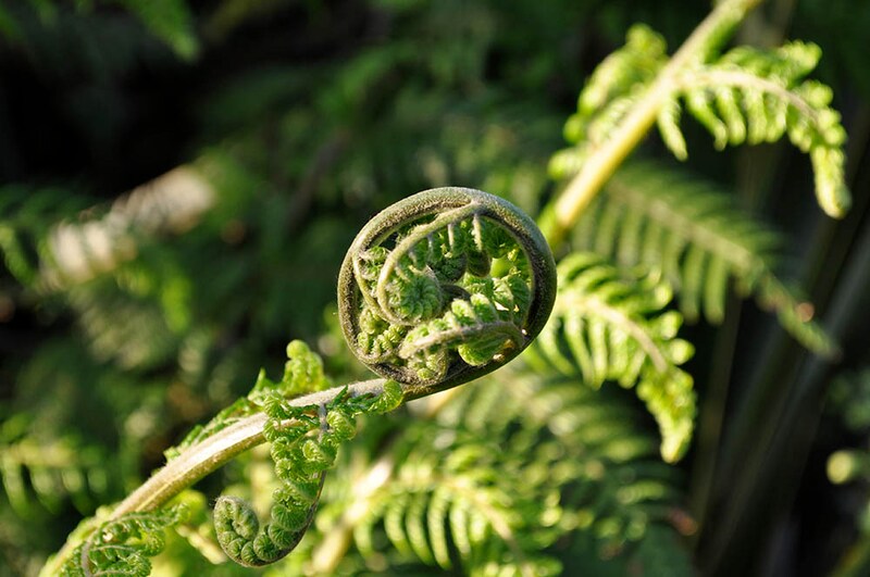 ディクソニア・アンタルクティカ