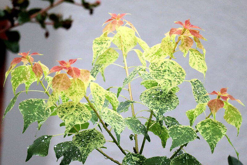 ネンキンハゼ‘メトロキャンドル’　