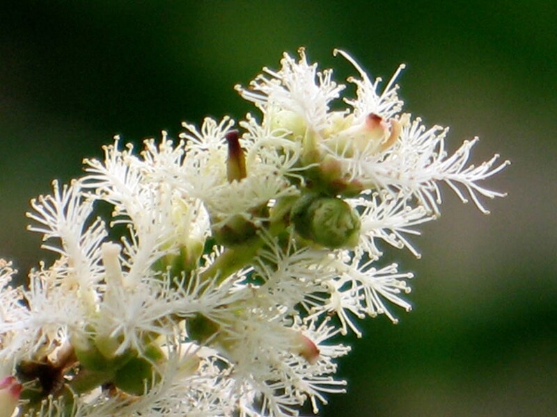 メラレウカ‘レッド・ジェム’