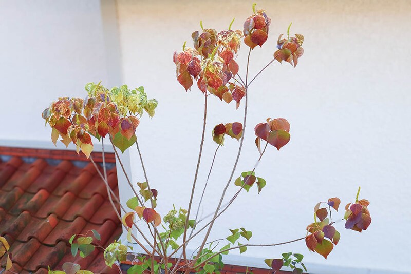 ネンキンハゼ‘メトロキャンドル’　