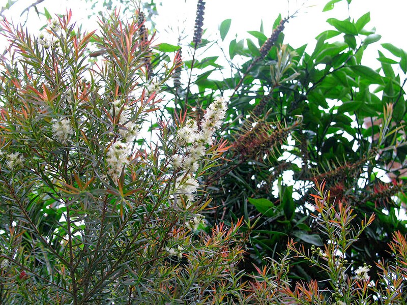 メラレウカ‘レッド・ジェム’