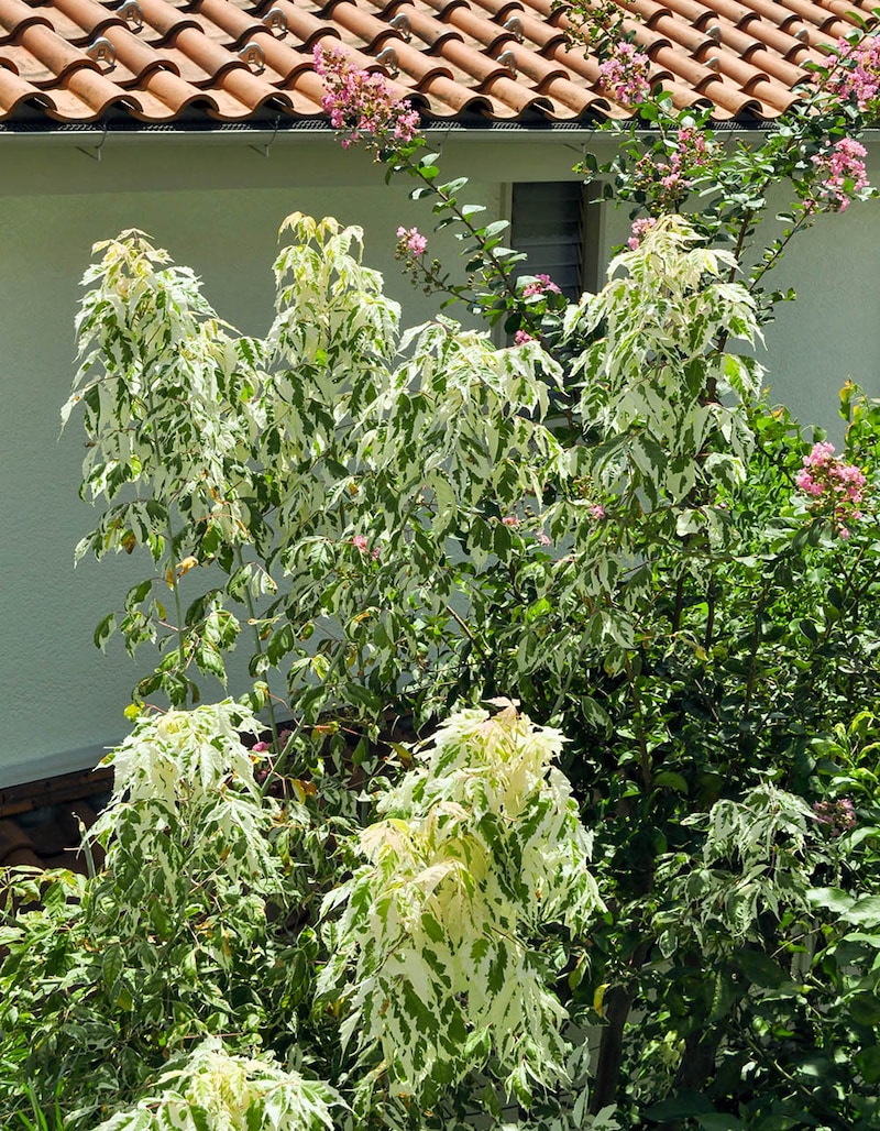 ネグンドカエデ‘フラミンゴ’