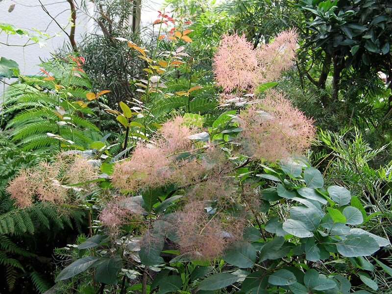 スモークツリー