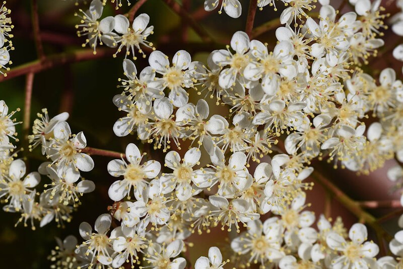 ‘レッドロビン’の花