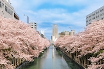 場所取りなしで特等席！ まだ間に合う2026年春・東京で楽しむ快適お花見情報