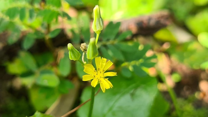 コオニタビラコ