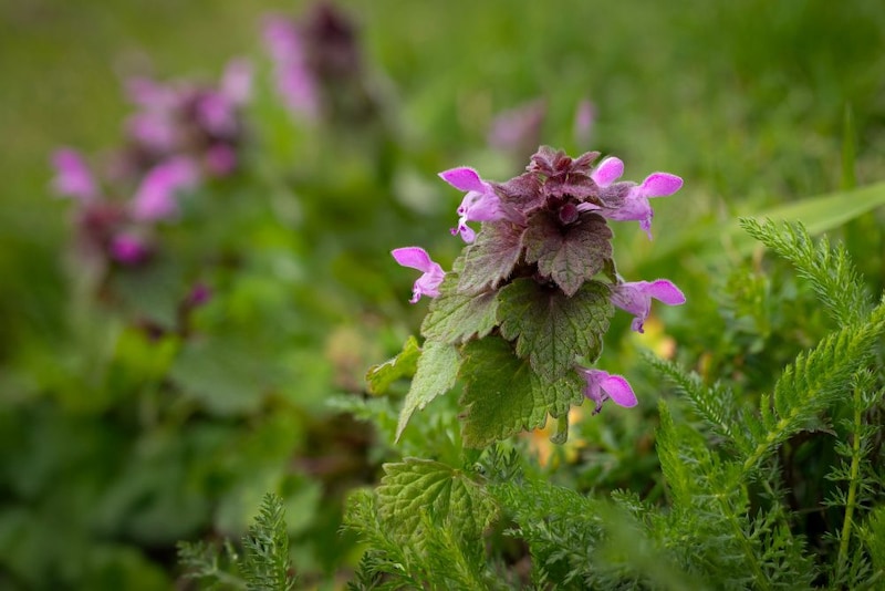 ヒメオドリコソウ
