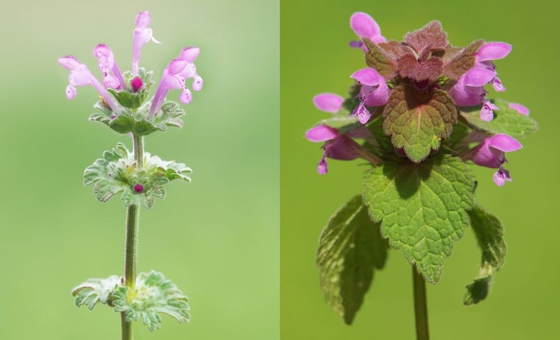 ホトケノザとヒメオドリコソウ