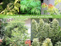 【プロが選ぶ】狭い庭や日陰にもおすすめ！ 四季の移ろいを楽しめる「新緑の美しい庭木」10選