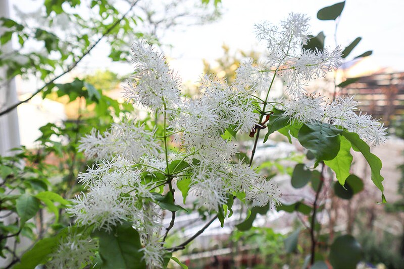アオダモの花