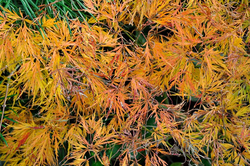 モミジの紅葉