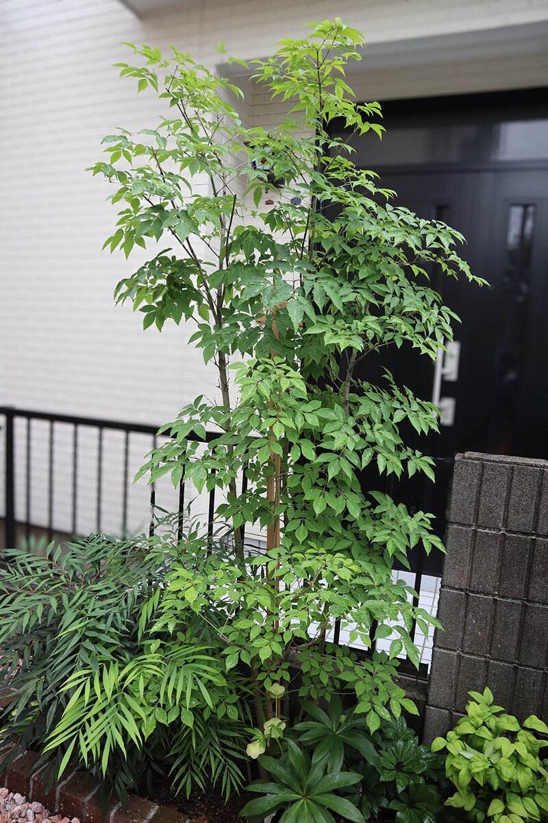 アオダモ