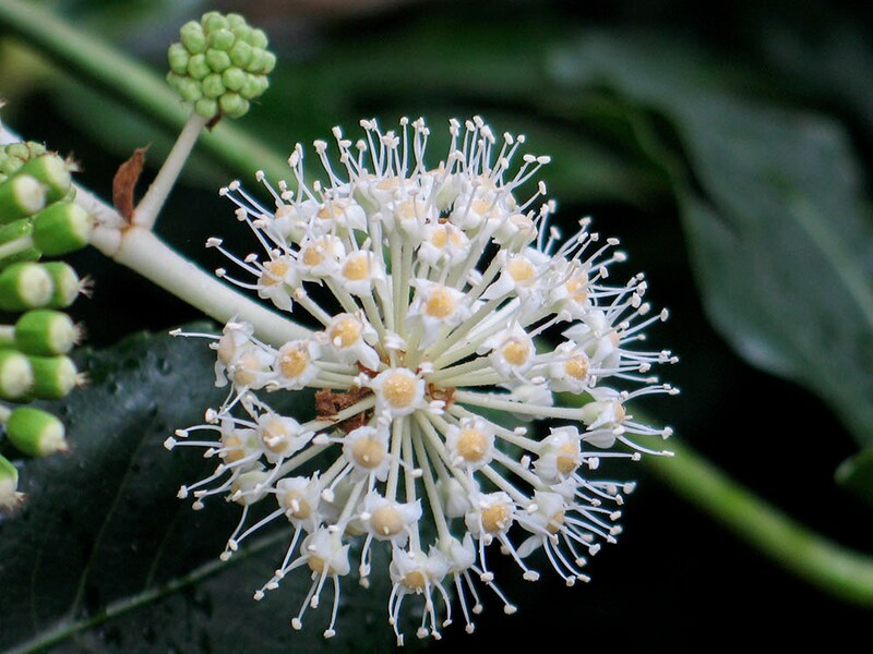 ヤツデの花