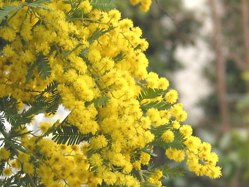 ミモザの花