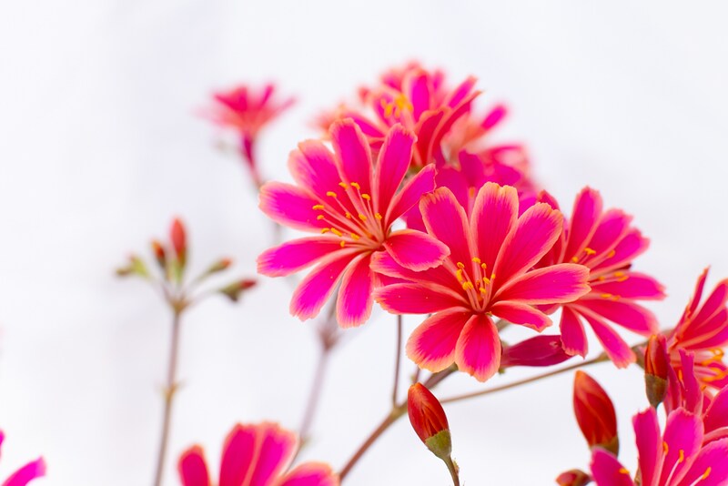 レウィシアの花のクローズアップ