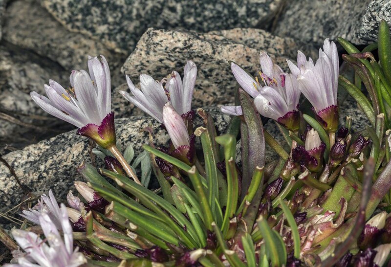 Lewisia longipetala