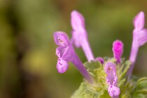 あなたは分かる？ 道端で目にする身近な野草の名前クイズ【Let’s Try! 植物クイズ】Vol.40