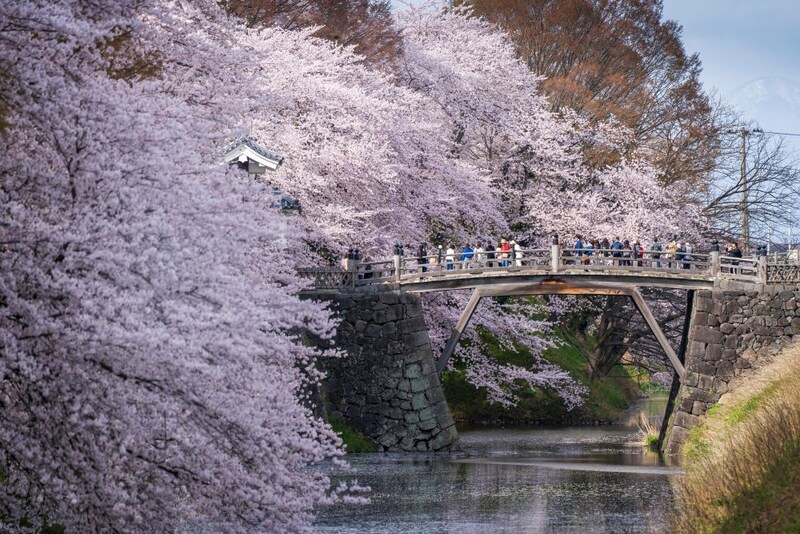 桜