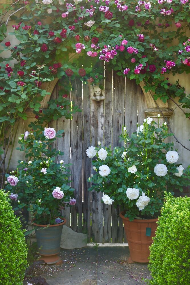 鉢植えのバラ