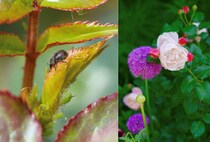 春の庭、いま見逃すと危ない害虫3つ。アリウムの芽もバラのつぼみも守るためにやるべきこと