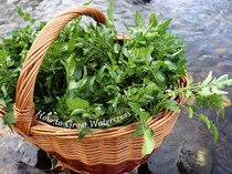 【プロが解説】土は不要！ コップやペットボトルで簡単にできる「クレソン」水耕栽培のコツ