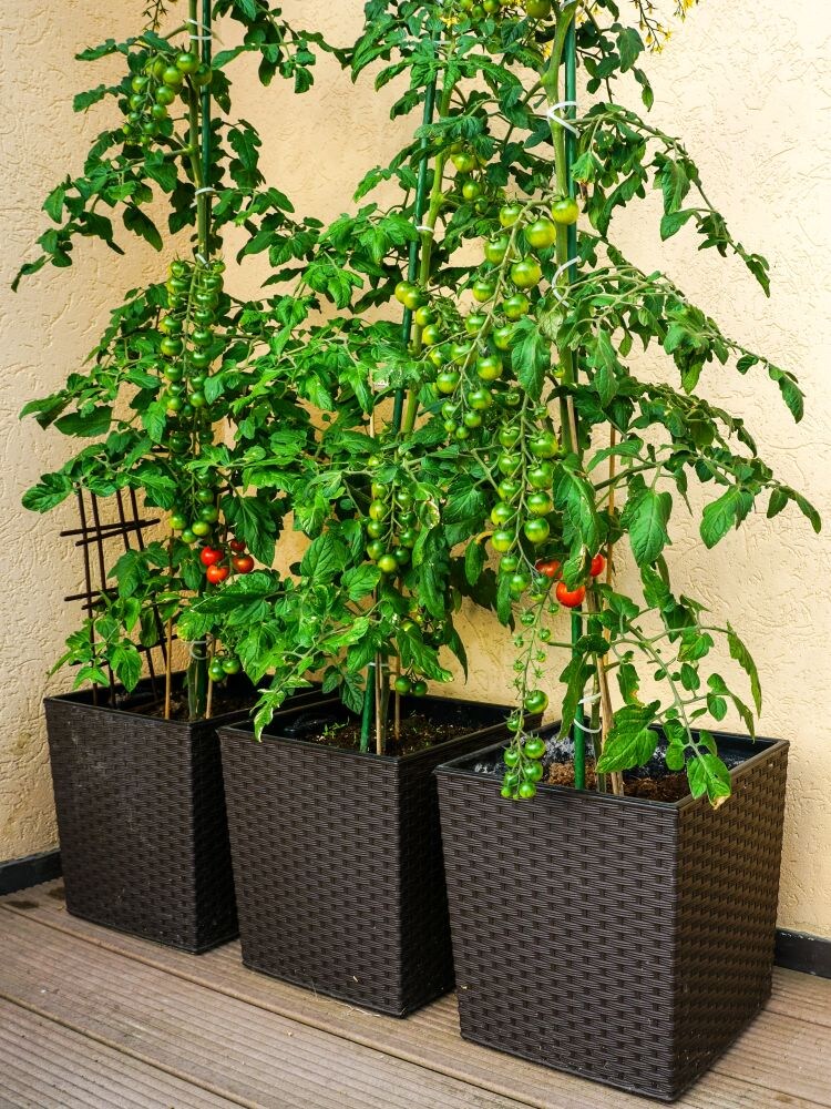 ベランダ菜園