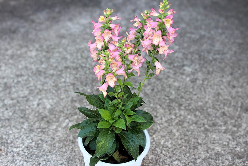 ジギタリス‘ベリーカナリー’