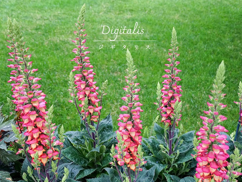 ハイブリッドジギタリス