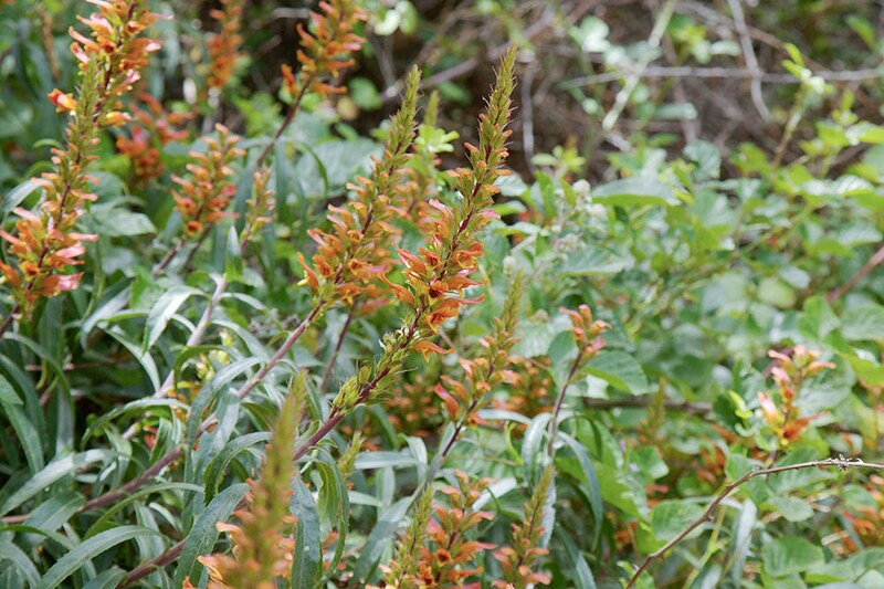 ジギタリス・カナリエンシス